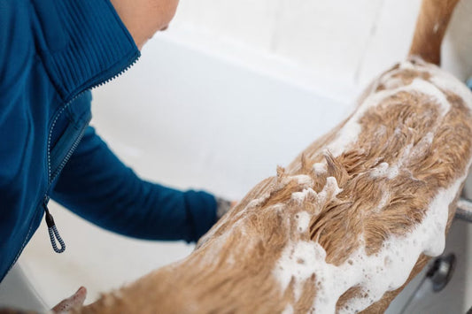 What Makes an All-in-One Stain Remover and Rinse Agent Effective?